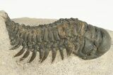 Two, Bargain, Crotalocephalina Trilobite Fossils - Atchana, Morocco - #201306-5